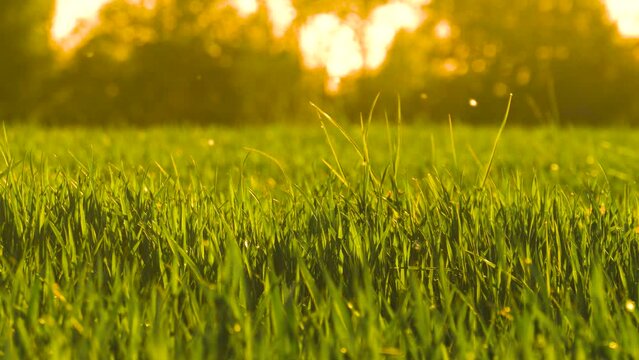 Pollen allergen from trees in air above green wheat field, Latvian golden hour