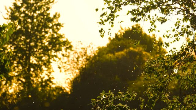 Hypnotic pollen motion in air during golden hour sunset near forest, Latvia