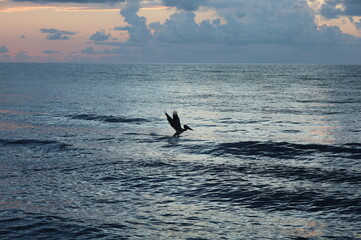 Obraz premium Silhouette of a pelican soaring over the ocean during sunset on a sunny day