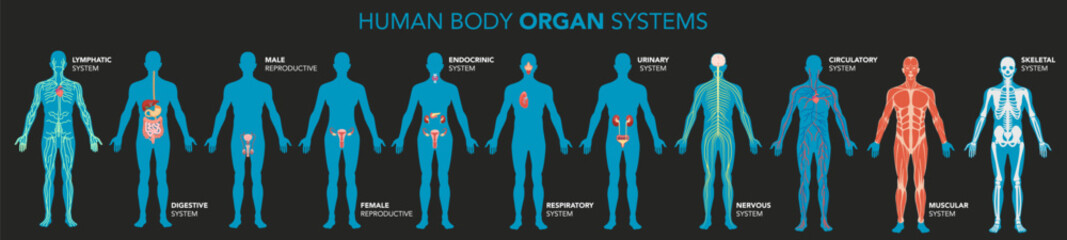 Main human body organ systems. Educative anatomy physiology
