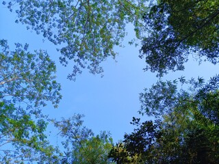 View of a bright blue sky surrounded by shady trees in a tropical forest in Garut, Indonesia