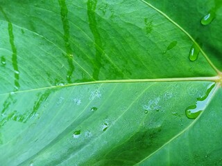 The leaves of the elephant ear plant are green with dew flowing, as an ornamental plant in the yard
