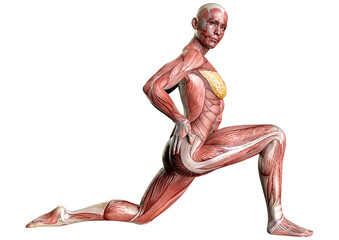 3D Rendering Female Anatomy Figure on White