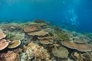 Scenic view of coral reefs at the bottom of the sea
