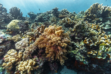 Scenic view of coral reefs at the bottom of the sea