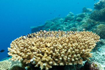 Scenic view of coral reefs at the bottom of the sea