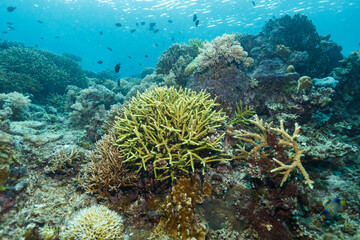 Scenic view of coral reefs at the bottom of the sea