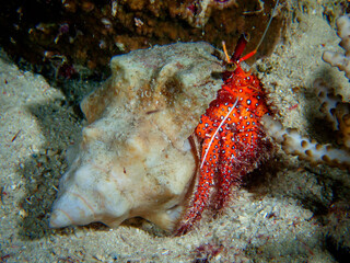 Closeup of sea fish swimming under the sea
