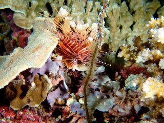 Closeup of sea fish swimming under the sea