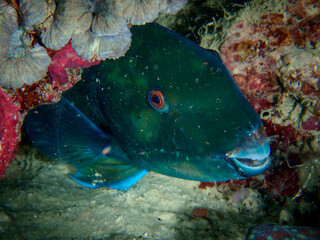 Closeup of sea fish swimming under the sea