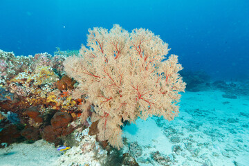 Scenic view of corals at the bottom of the sea