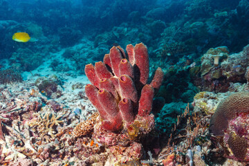 Scenic view of corals at the bottom of the sea