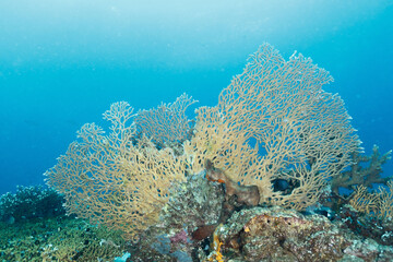 Scenic view of corals at the bottom of the sea