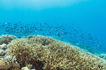 Scenic view of corals at the bottom of the sea