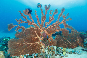 Scenic view of corals at the bottom of the sea