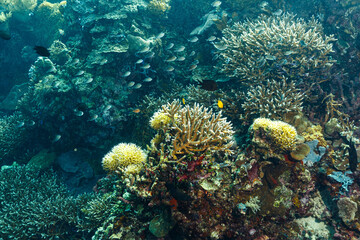 Scenic view of corals at the bottom of the sea