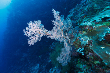 Scenic view of corals at the bottom of the sea