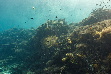Scenic view of corals at the bottom of the sea