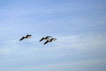 Wild geese soaring amidst fluffy clouds in the sky.