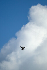 Big bird soaring in a cloudy blue sky.