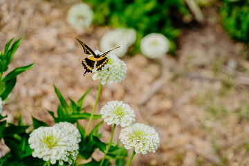 Butterfly perched on flowers in the soil.
