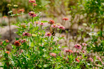 Butterfly perched on flowers amid the grass.