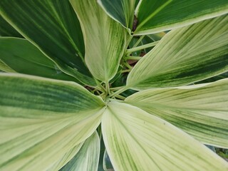 A plant called Cordyline fruticosa with green leaves patterned with white lines, seen from above,...
