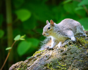 a gray squirrel stands on a rock, in the forest
