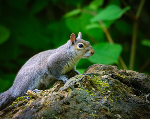 Gray squirrel perched on a rock in a woodland setting