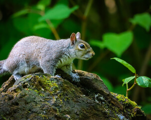 Gray squirrel perched on a rock in a woodland setting