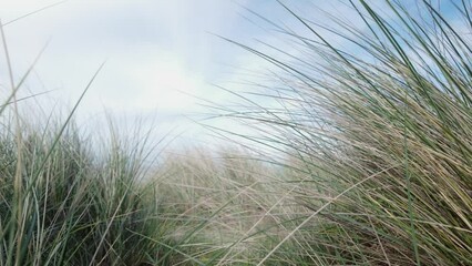 Close-up, Dune grasses sway in sea breeze at Southwold coastal beach
