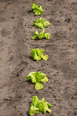 Row of green lettuce sprouts in a field