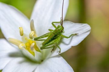 Closeup of a green grasshopper sitting on top of a white flower