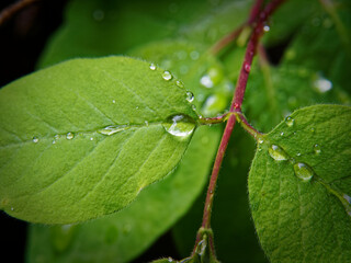 Closeup of some dew drops on a green leaf