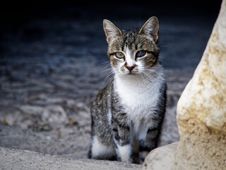 Closeup of a stray cat looking at the camera