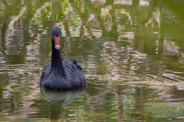 Black swan with an orange beak gracefully glides on a river.