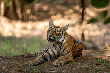 Showstopper wild female tiger cub or panthera tigris closeup with face expression and morning sunlight on half face sitting in jungle safari at Ranthambore National Park Forest Reserve Rajasthan India