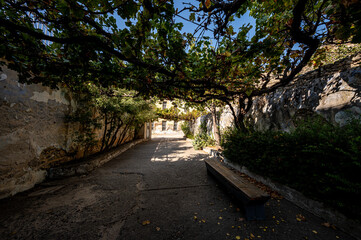 Aged alleyway with vines in Thessaloniki, Greece on a sunny day