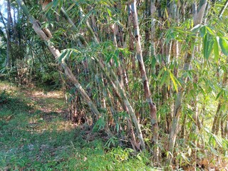 Green bamboo trees in a tropical forest illuminated by morning sunlight