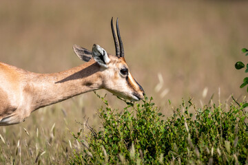 Chinkara or Indian gazelle or Gazella bennettii an Antelope portrait grazing green leaves from plant at ranthambore national park forest tiger reserve sawai madhopur rajasthan india asia