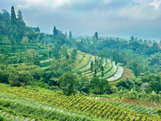 vineyard in the mountains