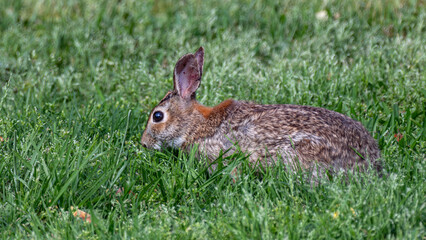Cute rabbit sitting in grass gazes