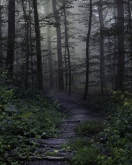 a path in the forest on a foggy day with some trees in the background