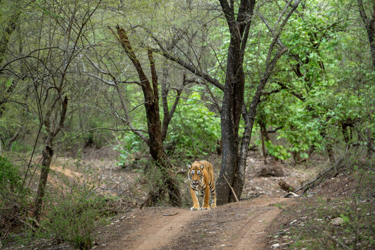 wild female bengal tiger or panthera tigris a showstopper walking head on safari track road in evening territory stroll natural green bacground ranthambore national park forest reserve rajasthan india
