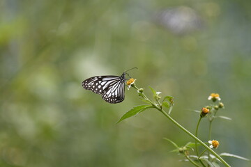 Tirumala limniace, the blue tiger, is a species of butterfly found in South Asia, and Southeast Asia that belongs to the brush-footed butterfly family