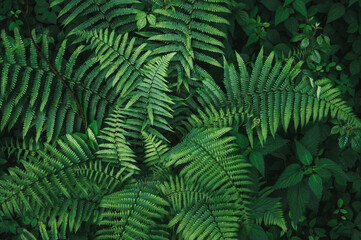 Green fern leaves background top view in concept nature