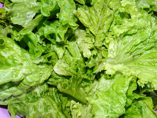 Fresh lettuce ready to eat. Lactuca sativa