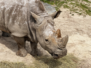 Obraz premium An old white rhinoceros in the zoo walks and eats grass and hay