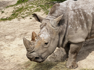 Obraz premium An old white rhinoceros in the zoo walks and eats grass and hay