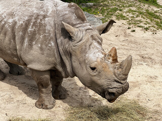 Obraz premium An old white rhinoceros in the zoo walks and eats grass and hay